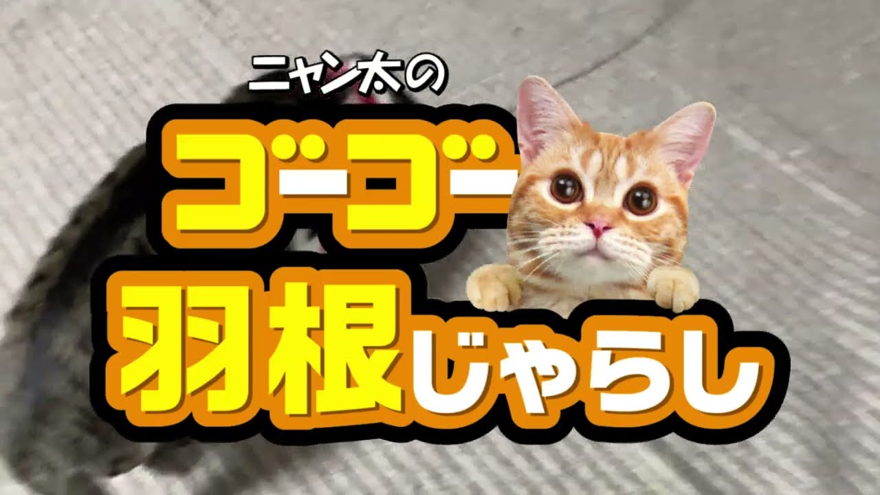 ゴーゴー羽根じゃらし│マルカンの製品一覧｜ペット用品ならマルカン
