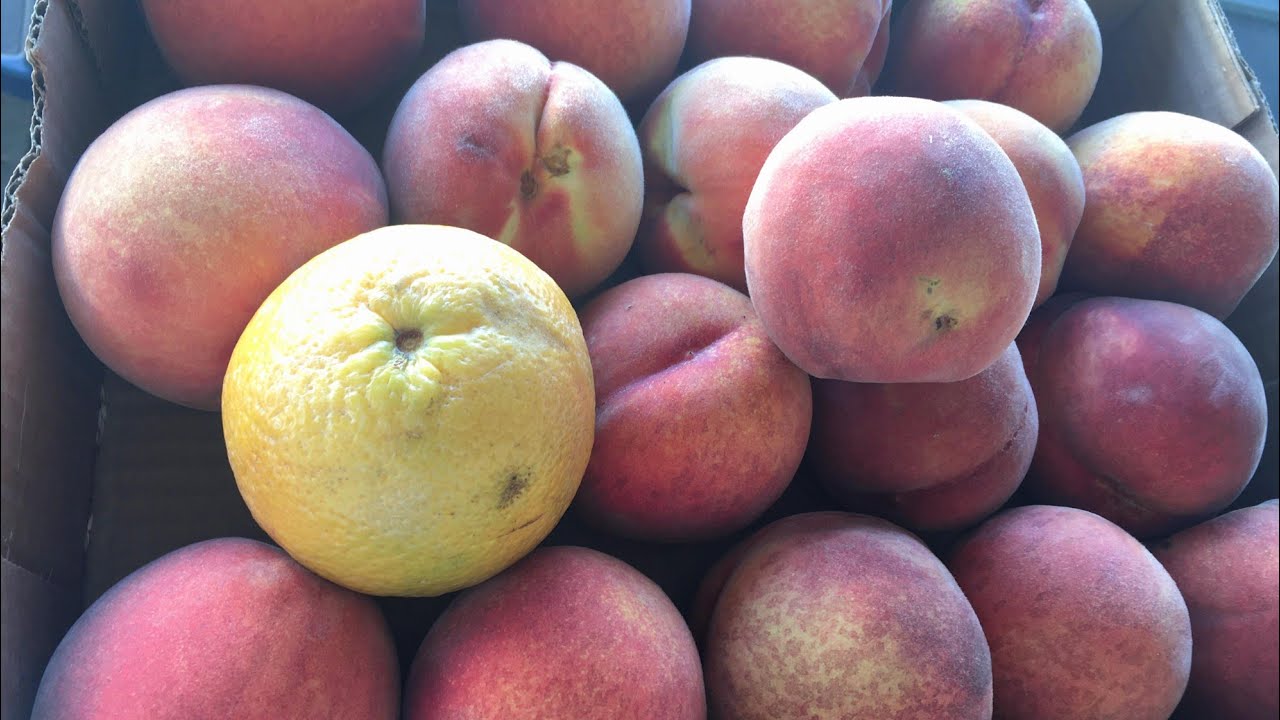Picking Peaches at Brosis farm