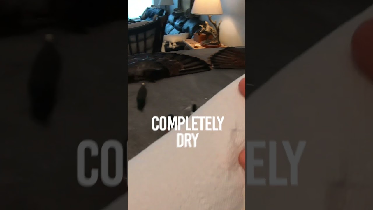 Here is an easy way to preserve your turkey spurs!  