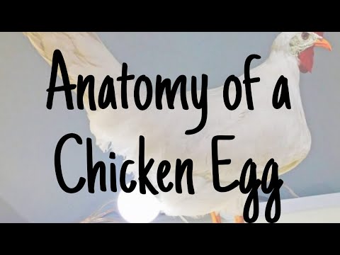 Anatomy of a Chicken Egg Egg Components