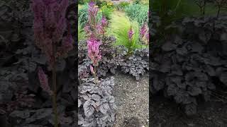 Astilbe ‘Dark Side of the Moon’🖤 | Walters Gardens