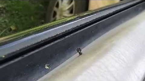 Dancing fly---Music by Dan-O at DanoSongs.com