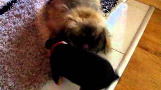 Аrizona Vom Yunacite