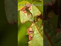 This Is Not A Leaf!!