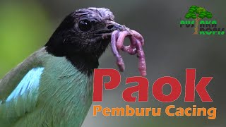 Burung Paok si Pemburu Cacing dari Hutan Borneo