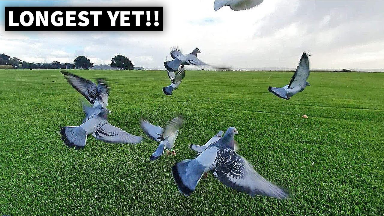 35km Training Fly For My Pigeons YouTube 35km-training-fly-for-my-pigeons-youtube