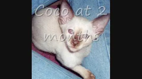 Video 945641: chocolate point siamese, sweet siamese