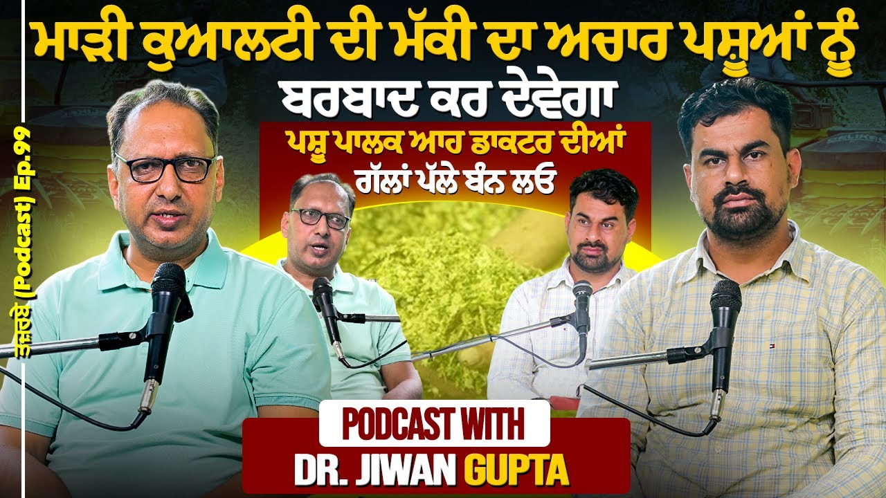 ਮਾੜੀ ਕੁਆਲਟੀ ਦੀ ਮੱਕੀ ਦਾ ਅਚਾਰ ਪਸ਼ੂਆਂ ਨੂੰ ਬਰਬਾਦ ਕਰ ਦੇਵੇਗਾ,ਪਸ਼ੂ ਪਾਲਕ ਆਹ ਡਾਕਟਰ ਦੀਆਂ ਗੱਲਾਂPodcast Dr.Jiwan