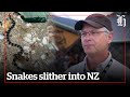 Why are there so many snakes in nz  nzheraldconz