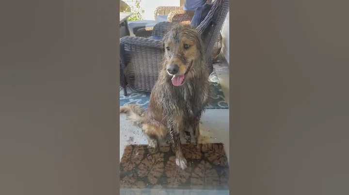 Teddy keeps my life interesting…. #dogsofyoutube #dog #dogs #goldenretriever #animals #funny #shorts