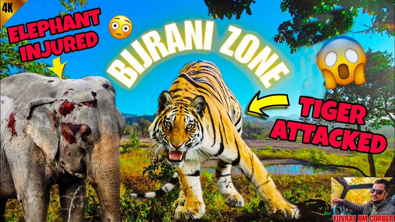 TIGER NE KIYA ELEPHANT PAR HAMLA 😳 BIJRANI ZONE MAIN #yuvrajjimcorbett