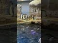 King Penguins at the Polk Penguin Conservation Center at the Detroit Zoo
