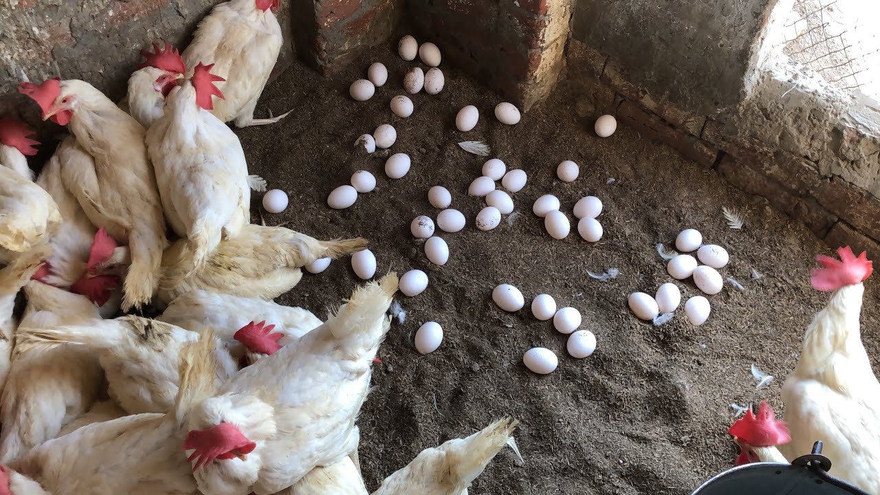 Raising chickens for eggs | collecting chicken eggs | food For Egg ...