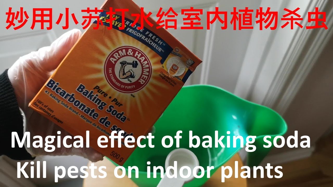 How To Kill Insects Pests On Indoor Plants The Magical Effect Of Baking Soda 如何给室内植物杀虫 小苏打的妙用 Youtube