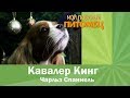 Кавалер Кинг Чарльз Спаниель