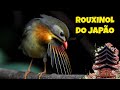 Rouxinol do Japão - O canto proibido do exótico Rouxinol do Japão