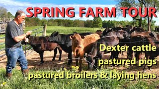 SPRING FARM TOUR: Dexter cattle, chickens, pigs and hayfields!