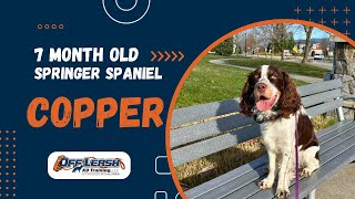 Springer Spaniel, 7 m/o, “Copper” | Amazing Springer Spaniel Training