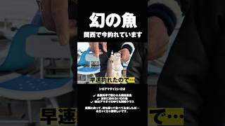 【超速報】大阪湾で“幻の超高級魚”シロアマダイが釣れています‼️#shorts #short