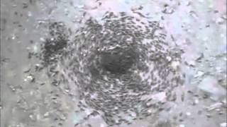Ant Mosh Pit