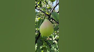Delicious pears in the Viral garden 2023