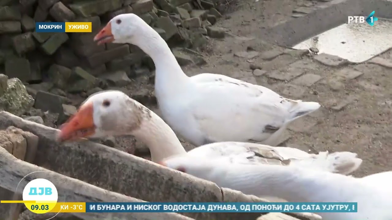 Gusanijada u Mokrinu