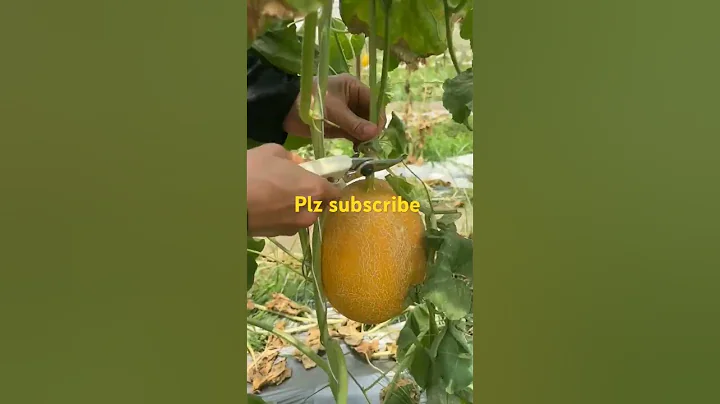 TL 71002006 mini rotary tillage and ridging all-in one tree 🌴