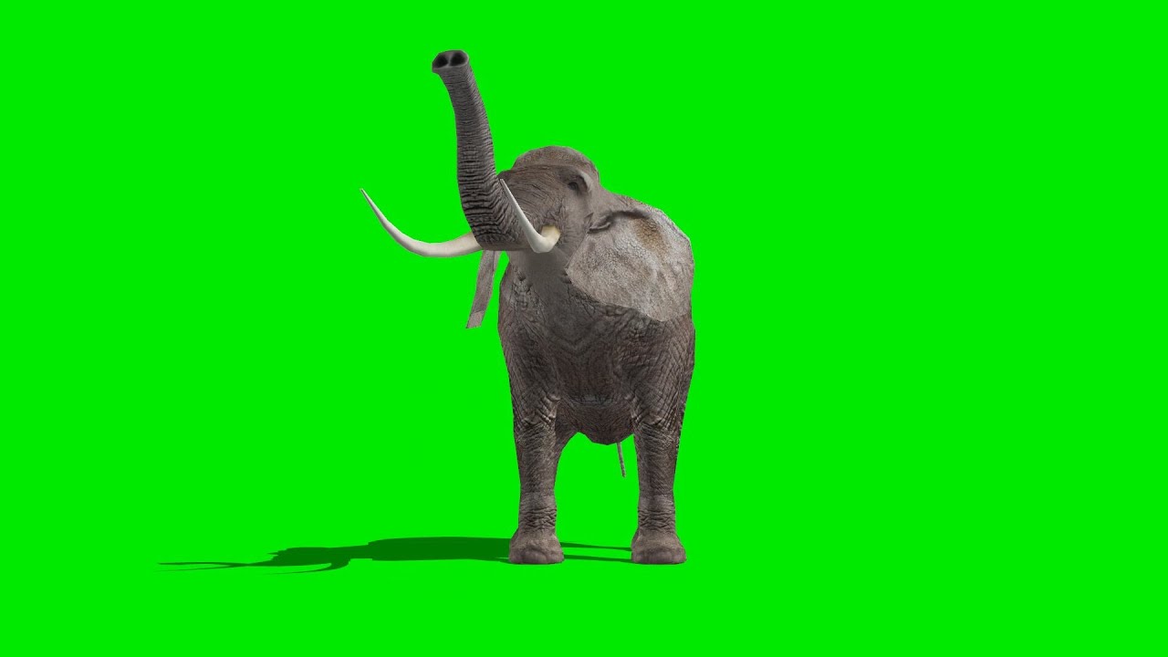 elephant eat - green screen 3 - YouTube