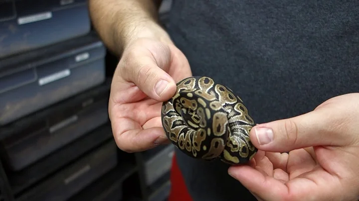 Lori Ball Pythons For Sale
