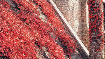 Ivy Spline Generator Unreal Engine Documentation (Tutorial)