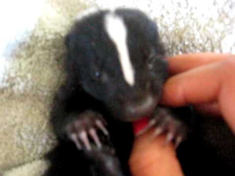 Our beautiful baby skunk
