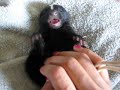 Our beautiful baby skunk