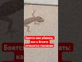Боятся или убивать? как Египте относятся к гекконам