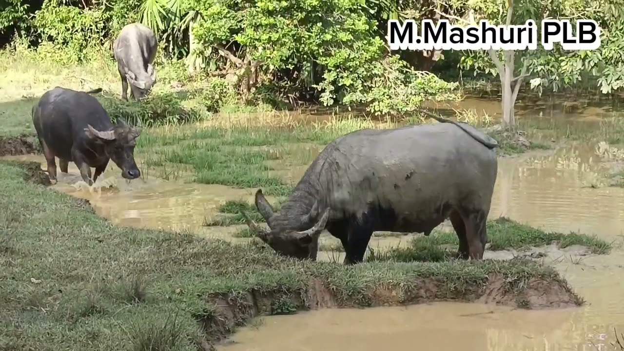 DIWAKTU MANDI LAH SAATNYA KITA LIAT KERBAUNYA NGUMPUL