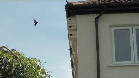 Swifts prospecting for nest boxes 2nd June 2021