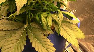 S10:E2 Dutch Passions, and Dr. Kripplings autoflower cannabis grow