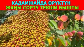 КААЛАСАҢЫЗ ӨРҮК, КААЛАСАҢЫЗ КӨЧӨТҮ...