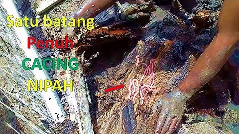 PUMPUN NIPAH penuh Cacing umpan  pancing tiada lawan#cacingnipah#umpanjitu