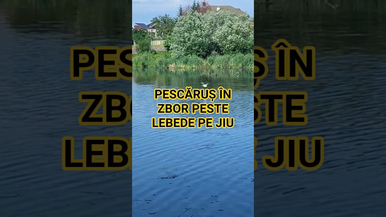 Pescăruș &icirc;n zbor peste lebede ce plutesc grațios pe Jiu la T&acirc;rgu-Jiu