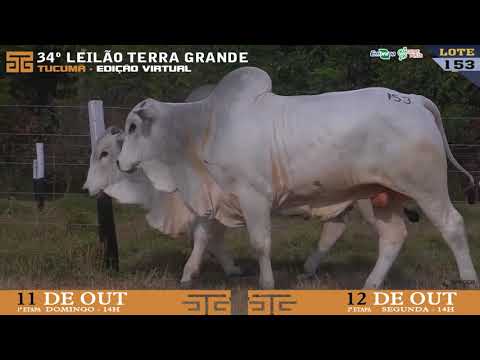 LOTE 153
