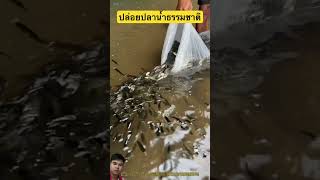 ปล่อยปลาทั้งถุง#shorts #youtubeshorts #shortvideo #short #viral #viralvideo #ytshort #ปลา #fishing
