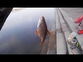 Плотва на удочку, рыбалка на набережной Киев, рыбалка на Днепре