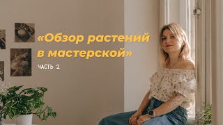видео: Обзор растений в мастерской. Часть 2 картинка: Обзор растений в мастерской. Часть 2