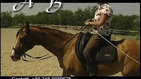 Qual è la marca con il cavallo?