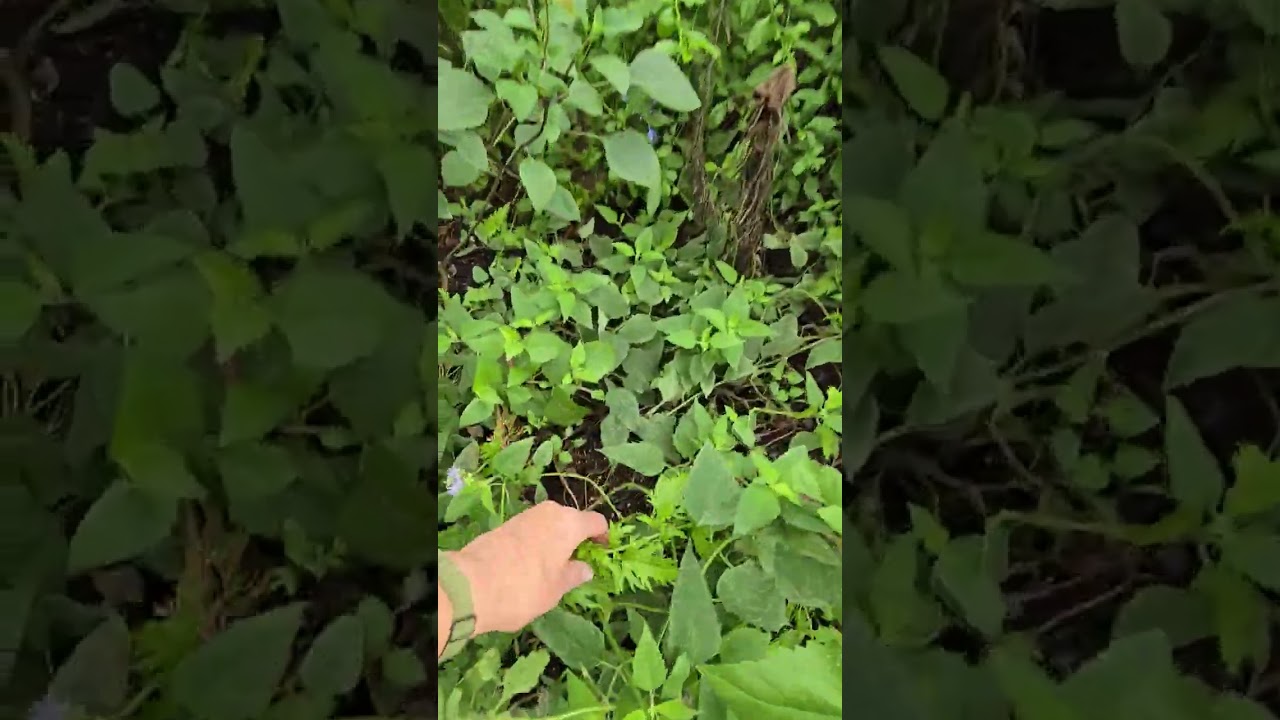 Seven Sisters Nursery