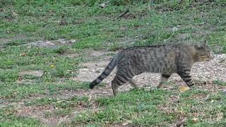 Samsung Galaxy S25 Ultra Camera Test | Morning Light Like Never Before 🌅 screenshot 5