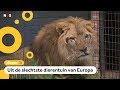 Verwaarloosde leeuwen gered en naar Nederland gebracht