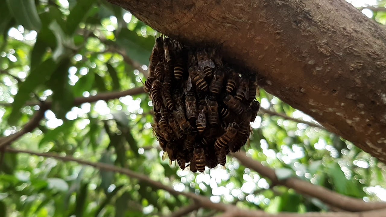 HONEY BEES CLOSE ENCOUNTER 