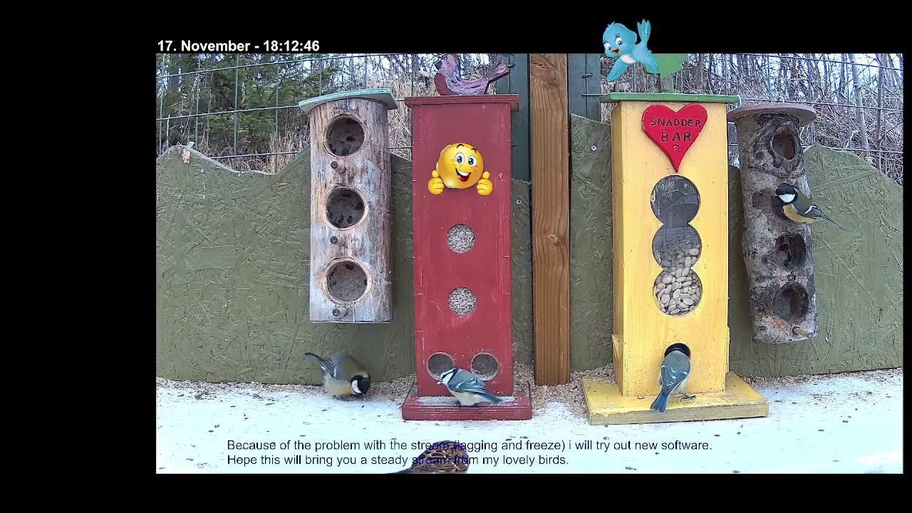 Bird feeder LIVE, Norway YouTube