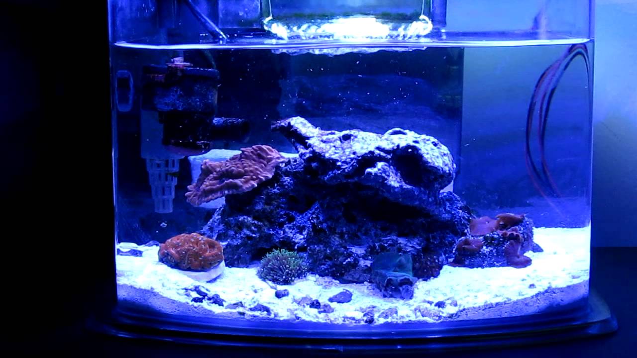 Contest entry BM20197- 3 gallon pico - YouTube